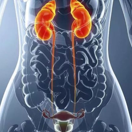 血尿、尿路感染